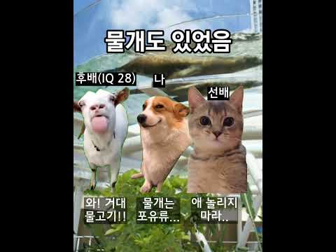 대학생 고양이들의 일본 여행 (도쿄 선샤인시티 수족관편)