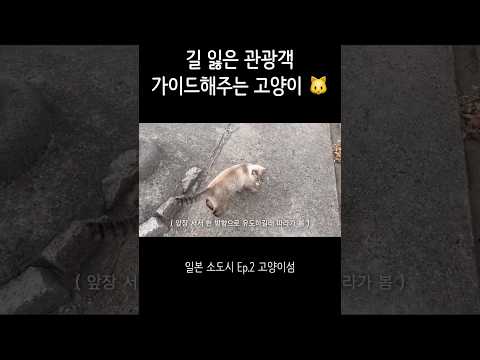 일본에서 모르는 고양이가 길 알려줌 🤷🏻‍♀️